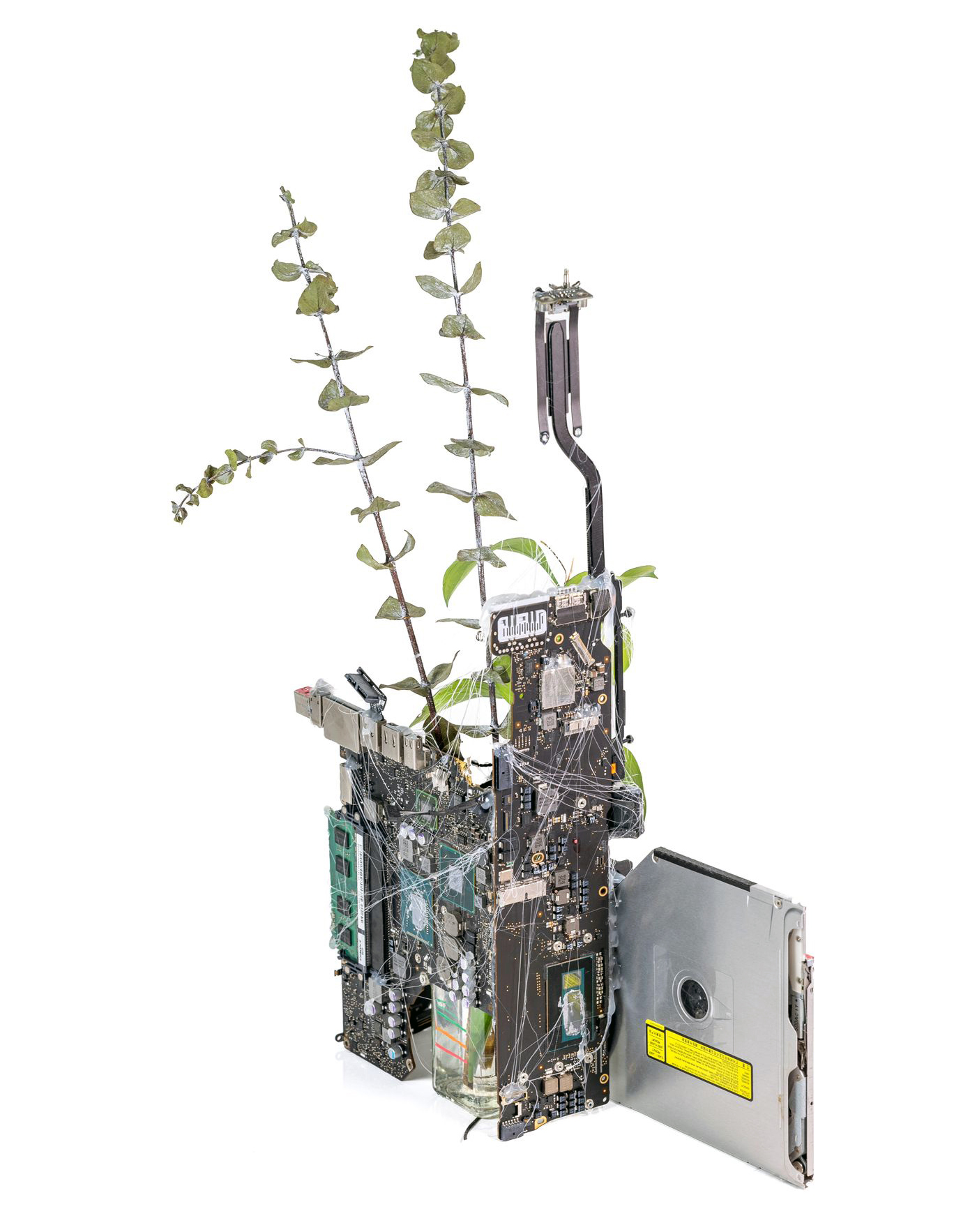 Entangled Growth 2024