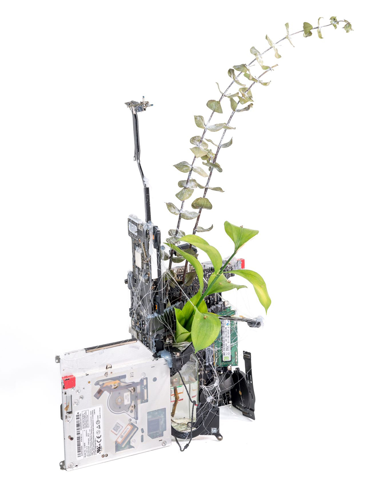 Entangled Growth 2024