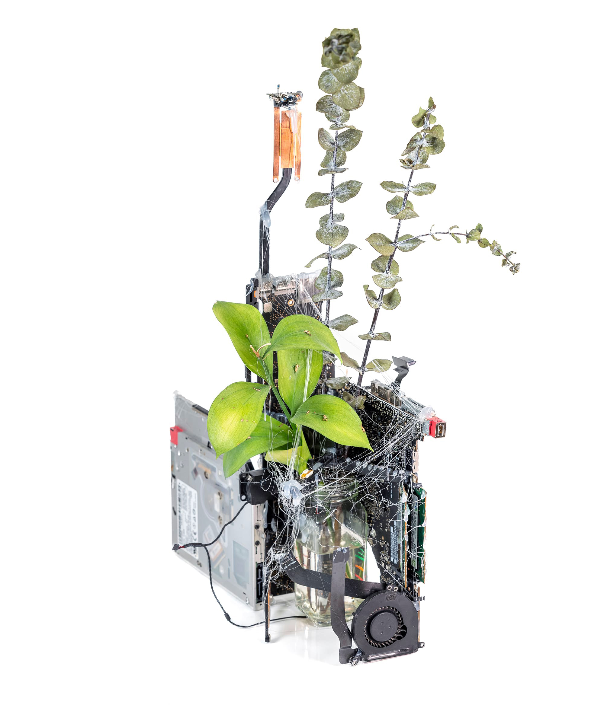 Entangled Growth 2024