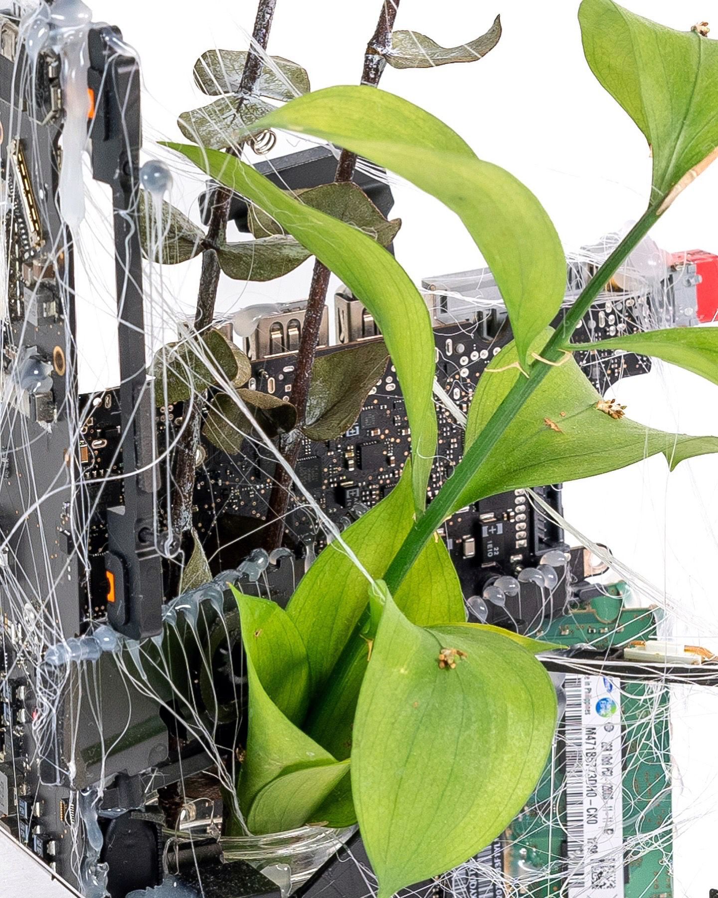 Entangled Growth 2024