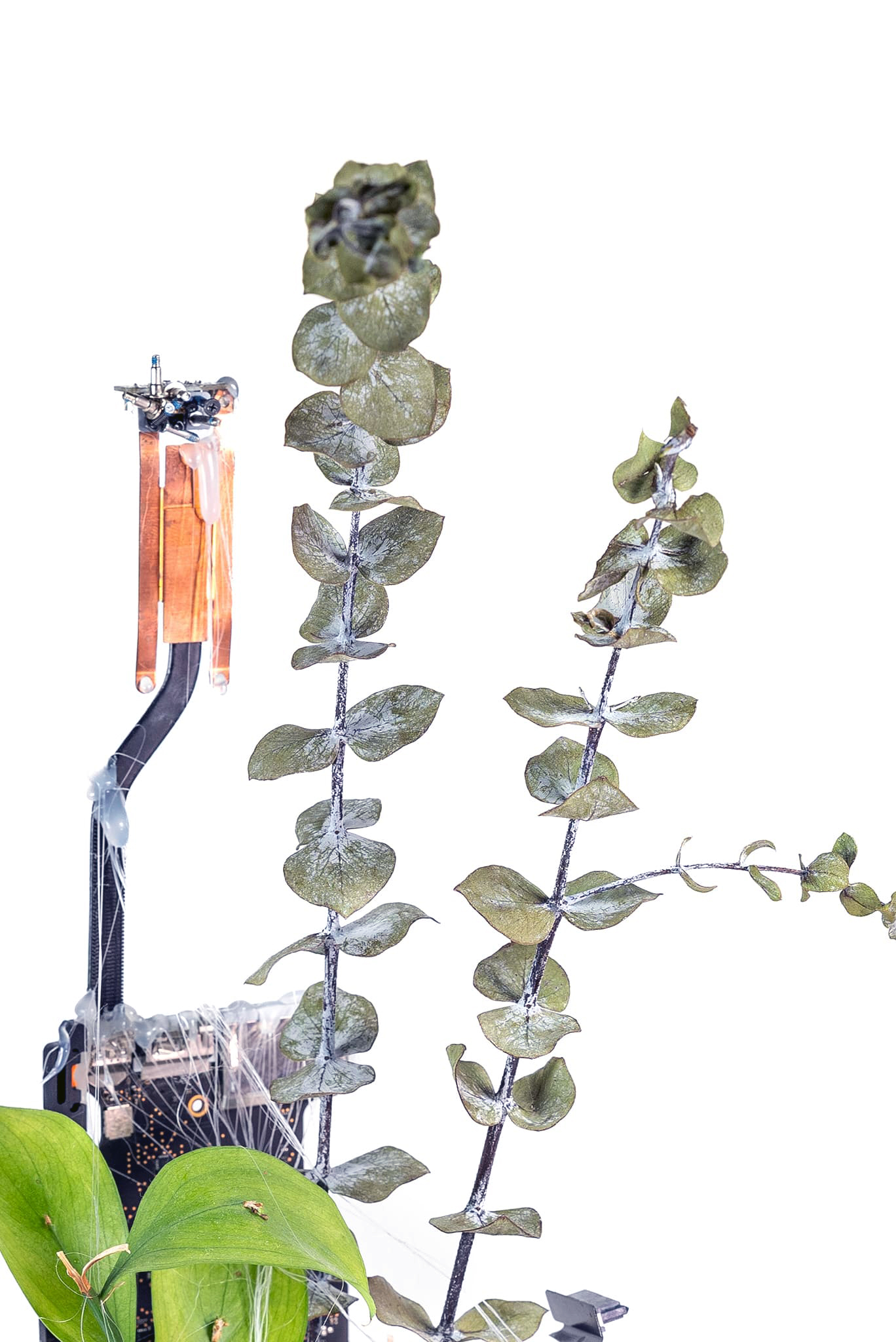 Entangled Growth 2024
