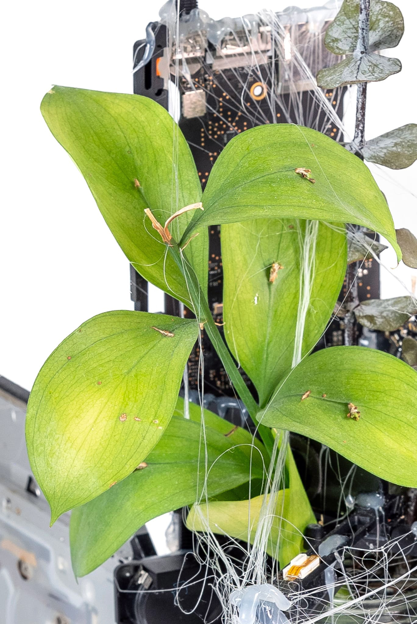 Entangled Growth 2024